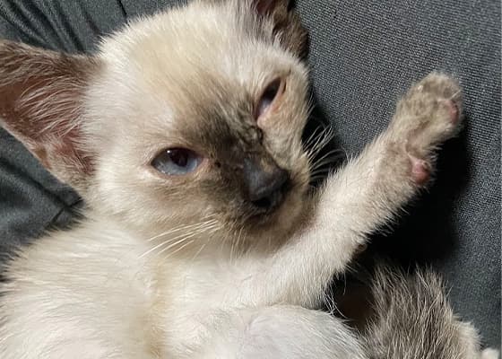 きっかけは子猫の保護から…