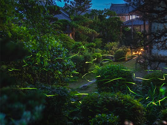 蛍特別拝観期間の特別貸切について